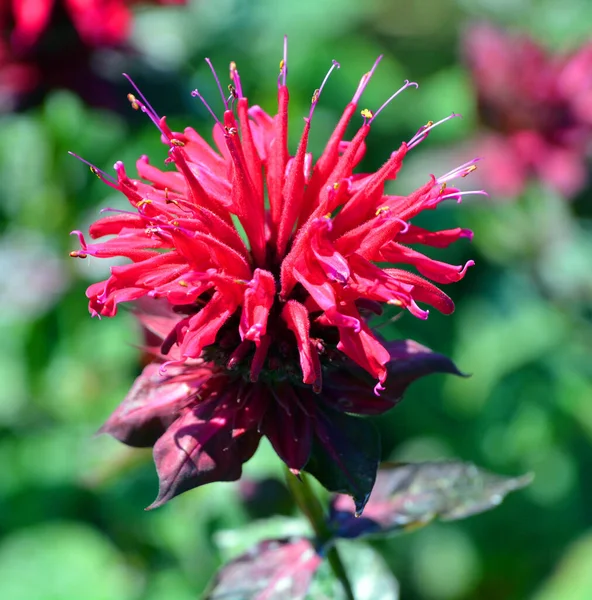 Monarda Fistulosa Den Vilda Bergamott Eller Bibalsam Vildblomma Mynta Familjen — Stockfoto