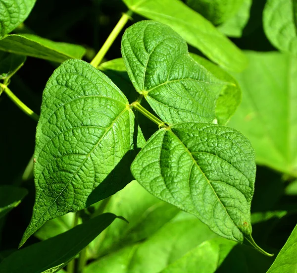 Phaseolus Vulgaris Também Conhecido Como Feijão Comum Feijão Francês Uma — Fotografia de Stock