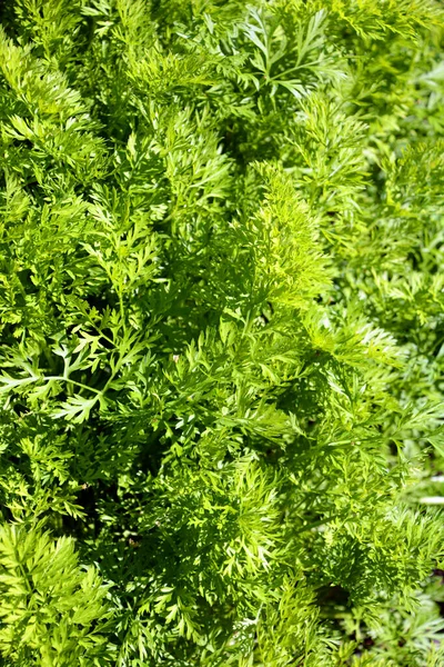 Zanahorias Jóvenes Inmaduras Jardín Hojas Verdes Zanahorias Que Han Brotado — Foto de Stock