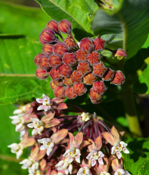 Aszlepiák Lágyszárú Évelő Virágzó Növények Tejelő Gyomok Nemzetsége Amelyek Latexükről — Stock Fotó