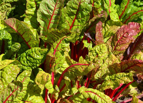 Bietola Bietola Svizzera Ortaggio Foglia Verde Nelle Cultivar Del Gruppo — Foto Stock