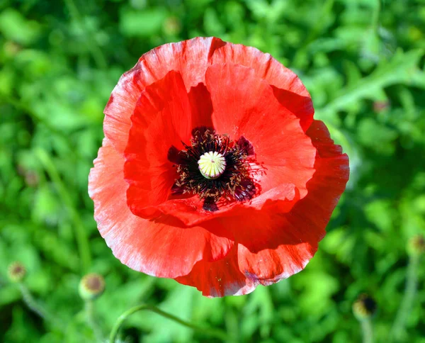 Una Amapola Una Planta Con Flores Subfamilia Papaveroideae Familia Papaveraceae — Foto de Stock