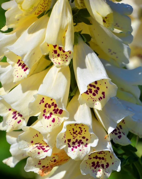 Digitalis Genere Circa Specie Piante Erbacee Perenni Arbusti Biennali Comunemente — Foto Stock