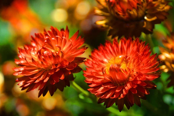 Xerochrysum Bracteatum Uma Planta Com Flor Pertencente Família Asteraceae — Fotografia de Stock