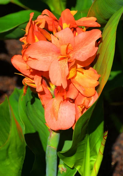 Цветок Канны Лилия Канны Является Единственным Родом Цветущих Растений Семье — стоковое фото