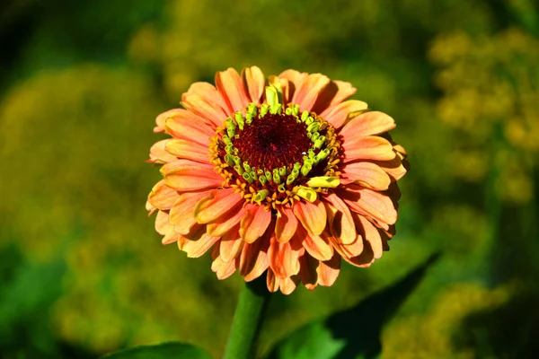 Zinnia Ist Eine Pflanzengattung Aus Dem Stamm Der Sonnenblumen Innerhalb — Stockfoto