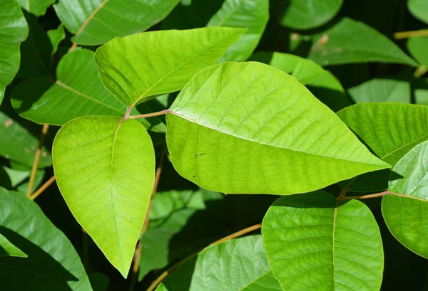 Laportea Canadensis Comunemente Chiamata Ortica Canadese Ortica Legno Una Pianta — Foto Stock