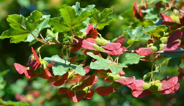 Fruits Hedge Maple Acer Campestre Deciduous Tree Can Used Its — Stock Photo, Image