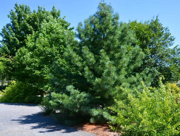 Pinus Koraiensis Species Pine Known Commonly Korean Pine — Stock Photo, Image