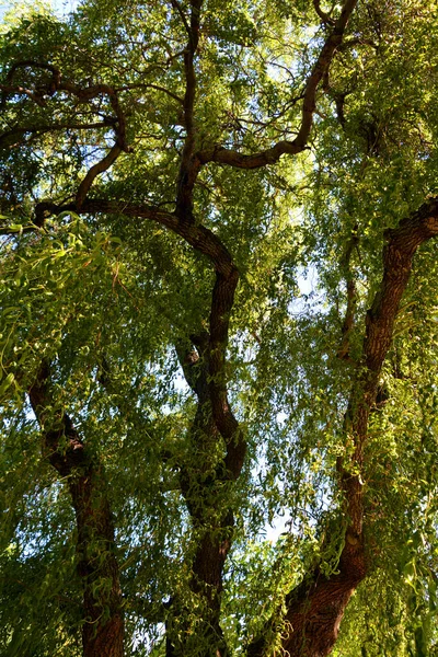 Красивий Сад Зеленими Деревами — стокове фото