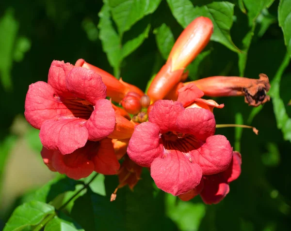 Beautiful Red Hibiscus Flowers Garden — Stock Photo, Image