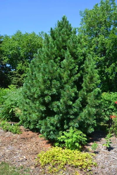 Pinus Koraiensis Çam Ağacının Bir Türüdür — Stok fotoğraf