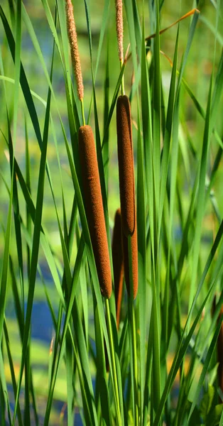 カタツムリは直立した多年生植物で 忍び寄る根茎から現れます 長いテーパーの葉は滑らかな縁があり ややスポンジ状です — ストック写真