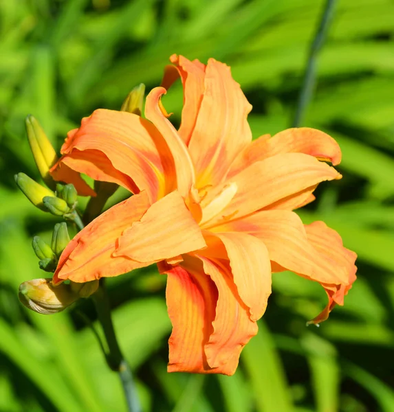 Hemerocallis 식물로서 매력적 피우기 오랫동안 아담하게 번식해 — 스톡 사진