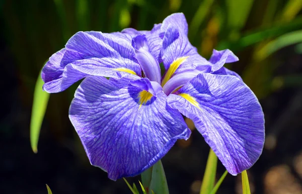 アイリスGermanicaは 一般的にひげそりの虹彩またはドイツひげそりの虹彩として知られている科の開花植物の種の受け入れられた名前です それはハイブリッド起源のグループの一つです — ストック写真