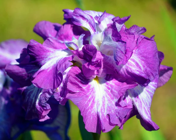 Iris Germanica Nome Accettato Una Specie Piante Fiore Della Famiglia — Foto Stock