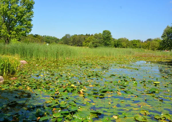 Campo Nenúfar Nymphaeaceae Una Familia Plantas Con Flores Los Miembros — Foto de Stock