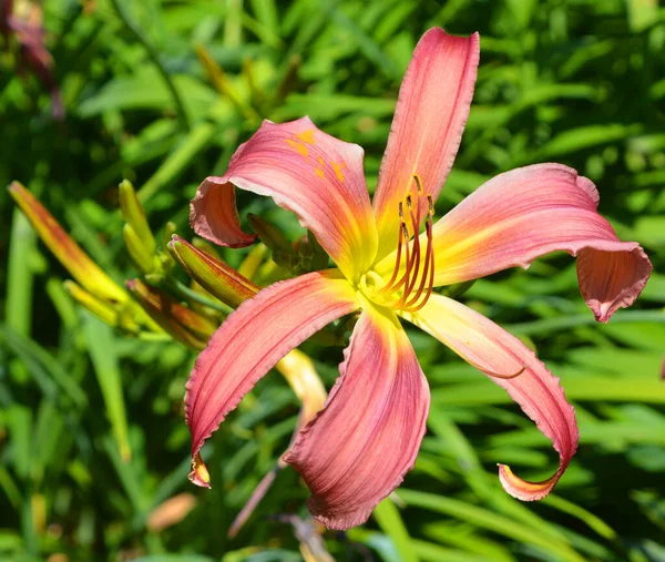 Taglilie Ist Eine Blühende Pflanze Der Gattung Hemerocallis Die Lange — Stockfoto