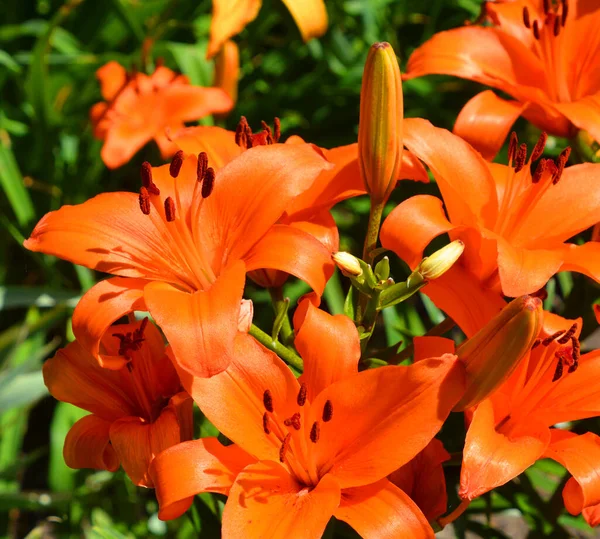 Amaryllis Amaryllidinae Kabilesindeki Tek Cinstir Çiçek Açan Ampullerin Iki Türü — Stok fotoğraf