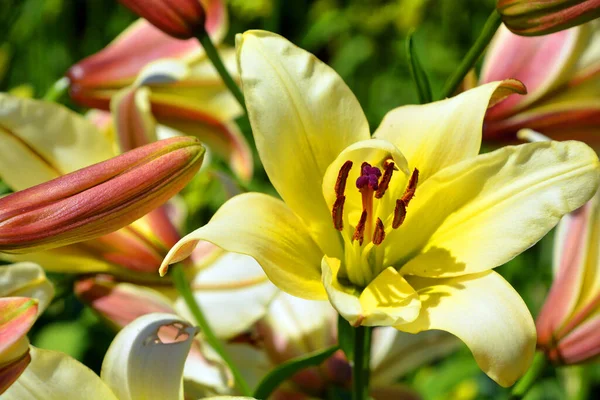 Amaryllis Een Geslacht Uit Amaryllidinae Van Familie Amaryllideae Het Een — Stockfoto