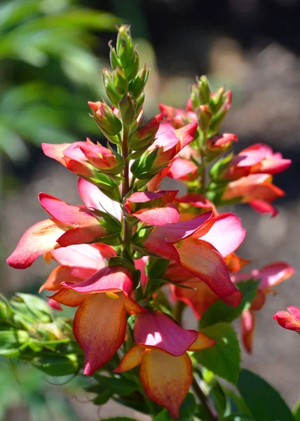 Digitalis Genus Species Herbaceous Perennial Plants Shrubs Biennials Commonly Called — Stock Photo, Image