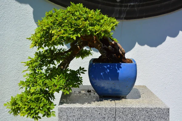 Bonsái Una Forma Arte Asiática Que Utiliza Técnicas Cultivo Para — Foto de Stock