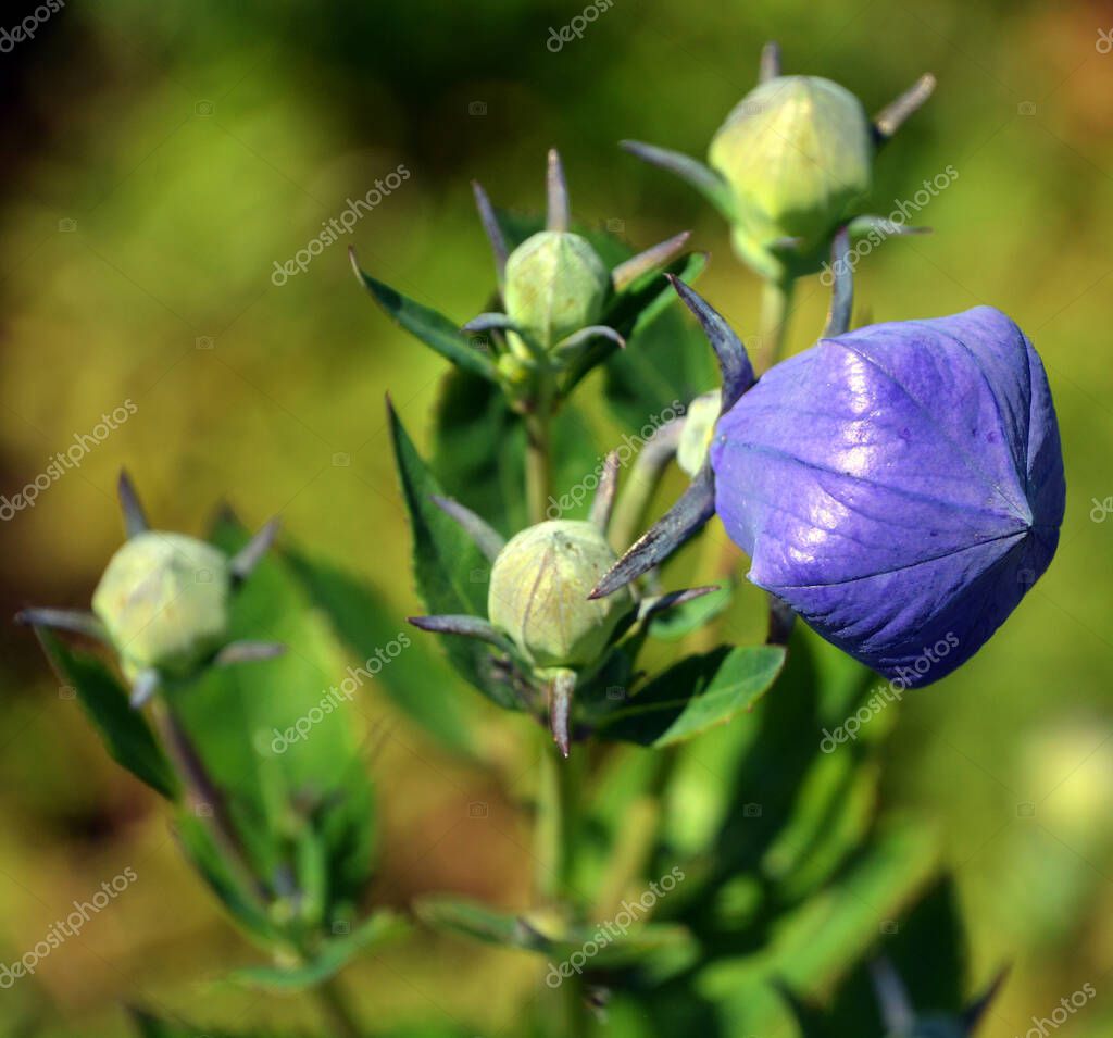 Piante Vere Di Platycodon Blu - 3 Piante Con Omaggio A Sorpresa, Per Giardino O Balcone - Foto 3