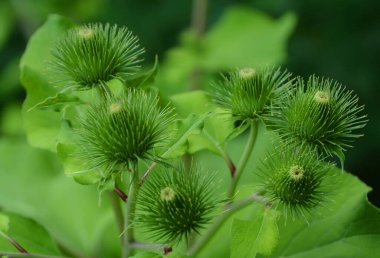 Burdock Avrasya 'nın yerlisidir ama Kuzey Amerika' da kısa sürede vatandaşlığa kabul edilmiştir. Bitki, yerli halk tarafından uzun bir yenilebilir ve tıbbi kullanım geçmişi olan otçul bir bienaldir.