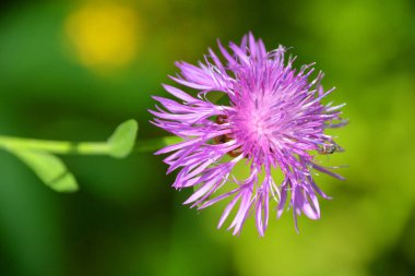 Centaurea siyanus, Asteraceae familyasından Avrupa 'ya özgü bir bitki türü..