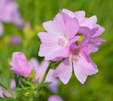 Malva moschata, Malvaceae familyasından Avrupa ve Güneybatı Asya 'da yetişen bir bitki türü.