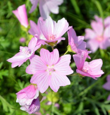 Malva moschata, Malvaceae familyasından Avrupa ve Güneybatı Asya 'da yetişen bir bitki türü.