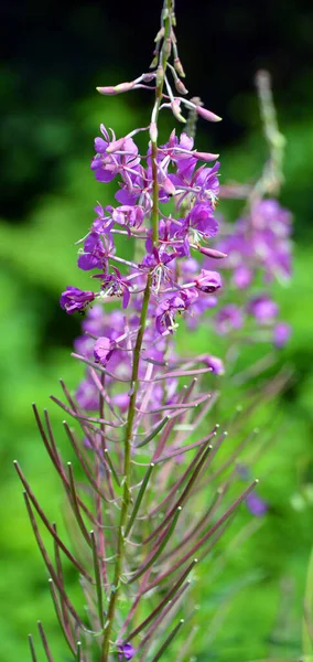 Chamaenerion Angustifolium Многолетнее Травянистое Цветущее Растение Семейства Onagraceae Известен Северной — стоковое фото