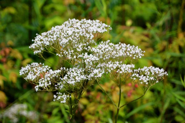 Trigo Sarraceno Fagopyrum Esculentum Trigo Sarraceno Común Una Planta Cultivada — Foto de Stock