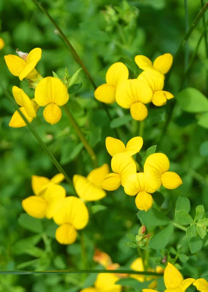 Yeşil Bahçe Içinde Sarı Çiçek — Stok fotoğraf