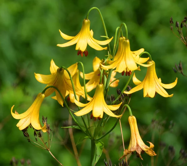 Gelbe Blumen Grünen Garten — Stockfoto