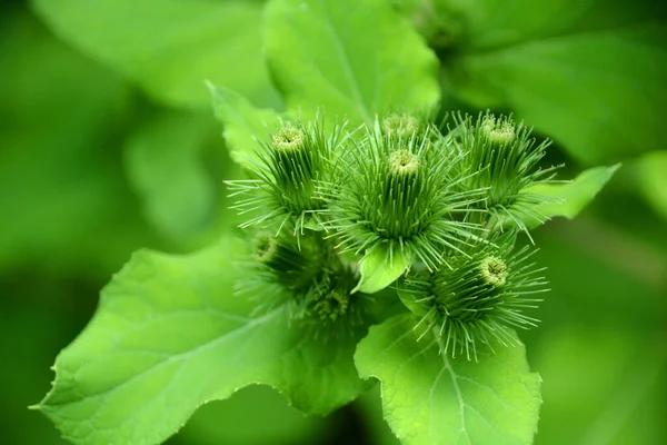 Bardana Originaria Eurasia Pero Naturalizado Rápidamente América Del Norte Planta — Foto de Stock