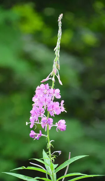 Chamaenerion Angustifolium Onagraceae 영구적 초승달 식물이다 북아메리카에서는 화염병으로 알려져 있으며 — 스톡 사진