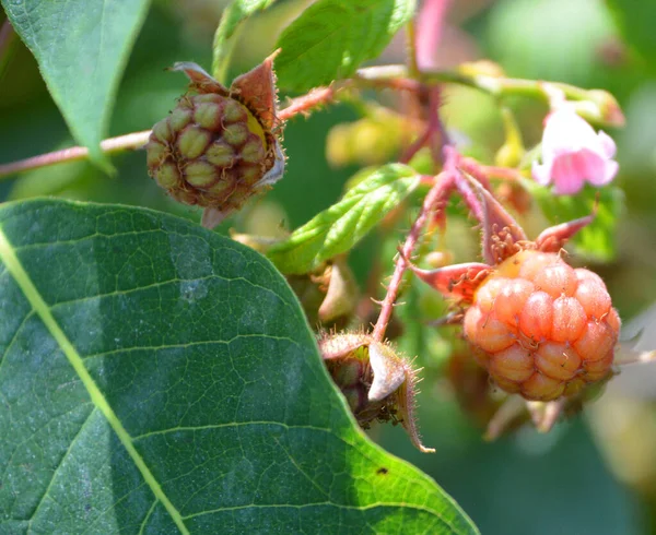 Primer Plano Las Ramas Con Las Moras Tiempo Soleado — Foto de Stock