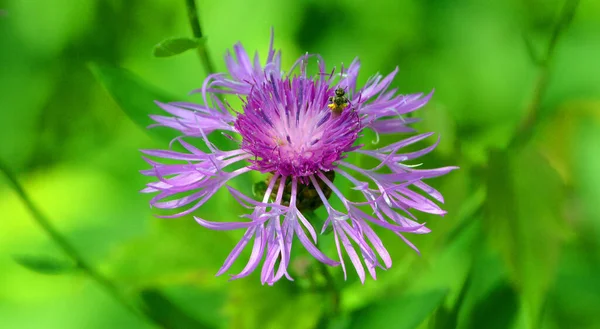 Centaurea Cyanus Beter Bekend Als Korenbloem Asteraceae Een Eenjarige Bloeiende — Stockfoto