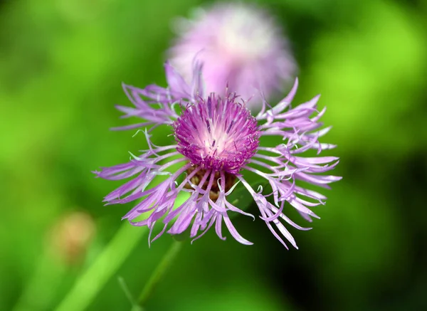Centaurea Cyanus Uma Espécie Planta Com Flor Pertencente Família Asteraceae — Fotografia de Stock