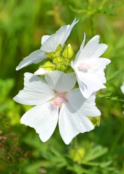 Malva Moschata Malvaceae Familyasından Avrupa Güneybatı Asya Yetişen Bir Bitki — Stok fotoğraf