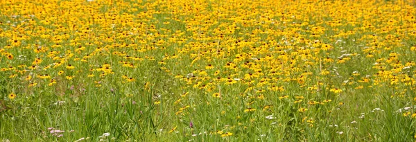 Letnie Pole Krajobrazu Kwiatów Rudbeckia Wschodniej Części Miasta Quebec Prowincja — Zdjęcie stockowe