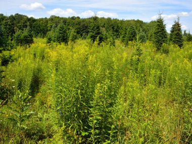 Güneşli bir günde ormandaki yeşil çimenler