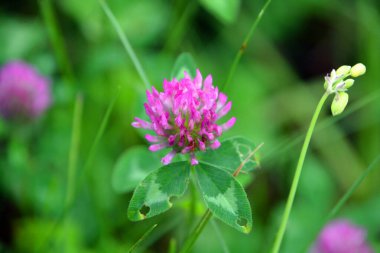 Yonca ya da trefolil, baklagiller (Fabaceae) familyasından Avrupa kökenli yaklaşık 300 tür çiçek açan bitkiden oluşan trifolium bitkisinin yaygın adıdır.