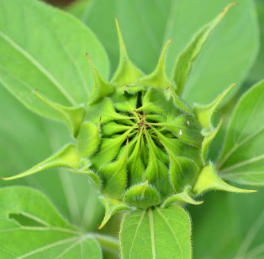 Ayçiçeği açmadan önce Amerika 'ya özgü yıllık bir bitkidir. Büyük bir şişkinliğe sahiptir ve adı genellikle güneşi resmetmek için kullanılan çiçek şeklinden ve görüntüden türetilmiştir.