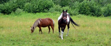 Yaz mevsiminde Kanada 'nın Quebec kentinde genç atlar tarlada. 