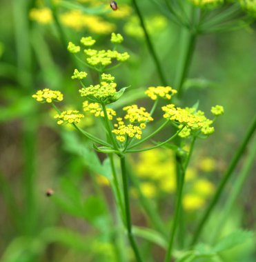 Eriogonum umbellatum, sülfür karabuğday ya da basitçe sülfür çiçeği olarak bilinen bir yabani karabuğday türüdür. Batı Kuzey Amerika 'ya özgüdür.