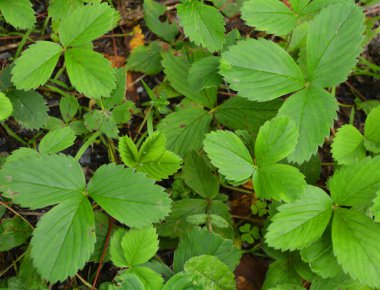 Ormandaki bitki yaprakları