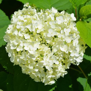 Ortanca veya ortanca (