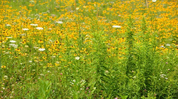 Summer Field Rudbeckia Flowers Landscape Eastern Township Quebec Province Canada — Stock Photo, Image